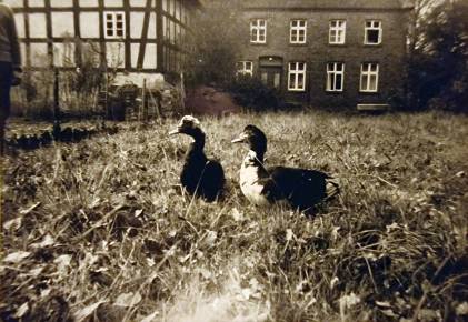 Enten auf dem Hof