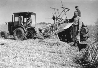 Kornernte, Heinrich Holtkamp mit dem Trecker von Niedermowwe um 1948 Kornernte, Heinrich Holtkamp mit dem Trecker von Niedermowwe um 1948