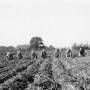 050_kruse_1956_kartoffelernte.jpg